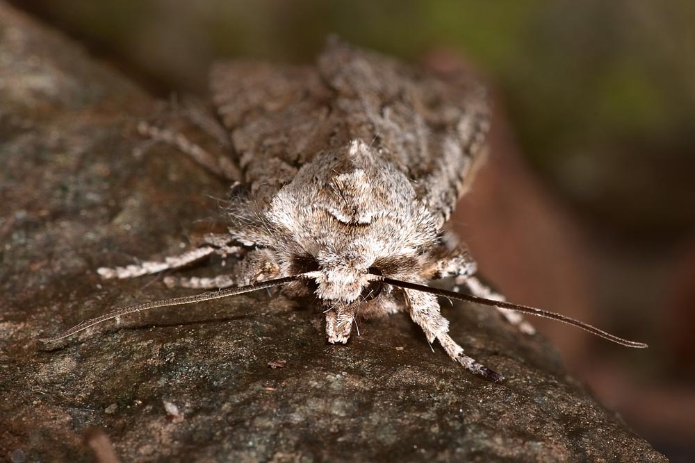 Lithophane (Lithophane) ornitopus  - Noctuidae